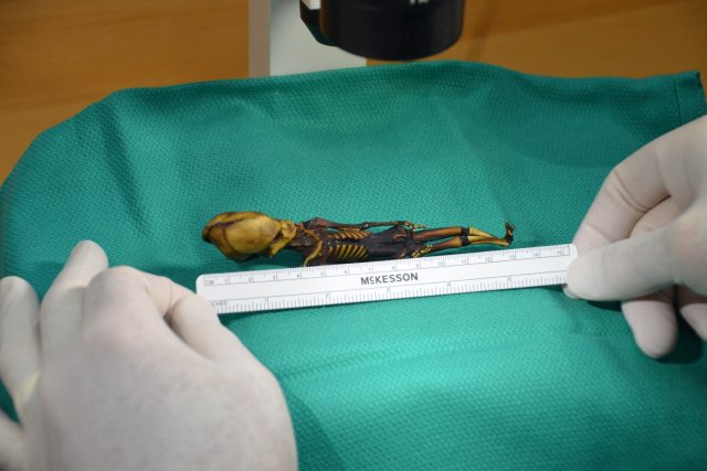 Mumie byla objevena v poušti Atacama v roce 2003 | foto: Fotobanka Profimedia,   AFP PHOTO / Courtesy of Dr. Emery Smith