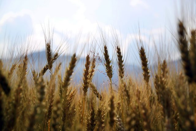 Pšenice je jen jedna z plodin,  které vědci umějí pomoci lépe obstát v měnícím se klimatu | foto: Fotobanka Pixabay