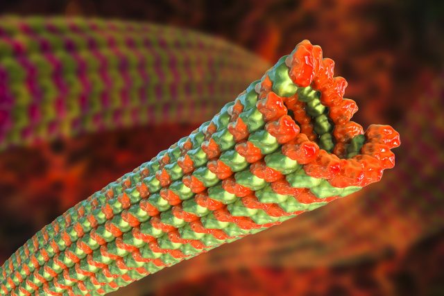Pohled dovnitř buňky,  na samotné tzv. mikrotubuly  (Microtubules,  3D computer artwork) | foto: Profimedia