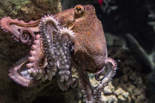 Většina druhů chobotnic je silně asociálních | foto: Fotobanka Pixabay
