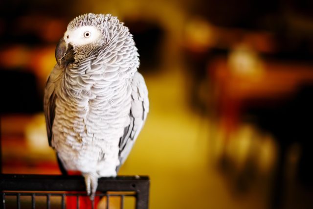 Šedý papoušek | foto: Profimedia