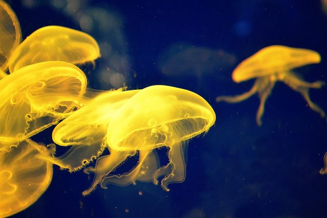 I třeba medúzám pomáhá při pohybu podtlak a sání vody  (ilustrační foto) | foto: Julian Andres Henao,  Pixabay,  CC0 1.0