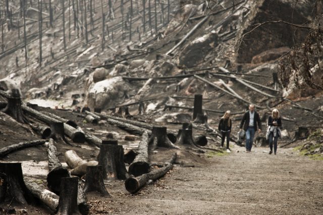 České Švýcarsko několik měsíců po požáru | foto: Vít Pohanka,  Český rozhlas