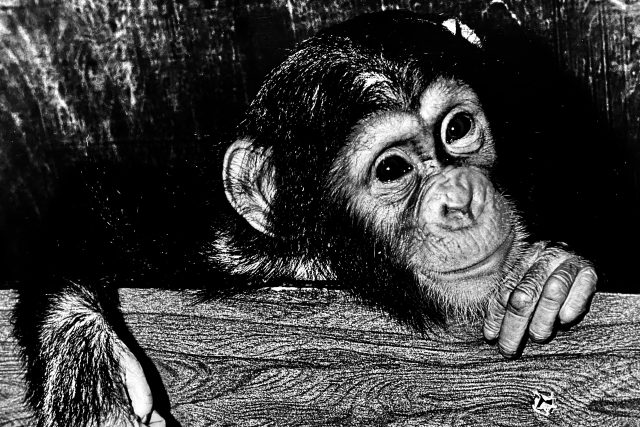 Šimpanzice Bára | foto: Ivan Fíla