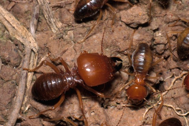 Termiti /Big-headed subterranean termites  (Macrotermes sp.),  a very large termite of the Peruvian Amazon/ | foto: Fotobanka Profimedia