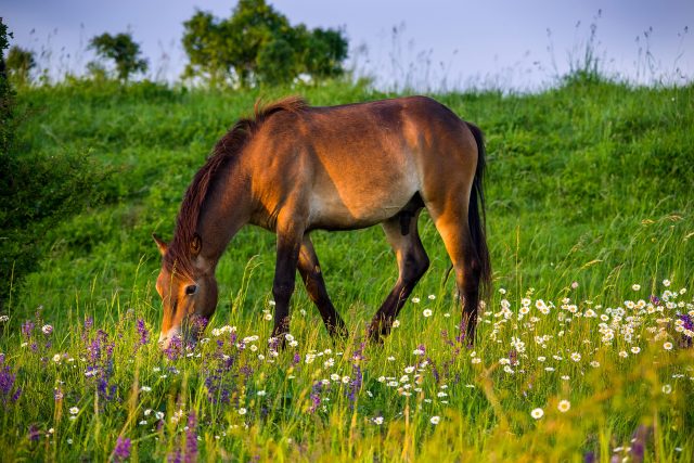 „Po pěti letech pasení divokých koní už jsou vidět velké kvetoucí plochy kopretin a šalvějí. Pastva obrovským zpsůobem pomohla i nejvzácnější místní rostlině – hořci křížatému.“ | foto: Michal Köpping