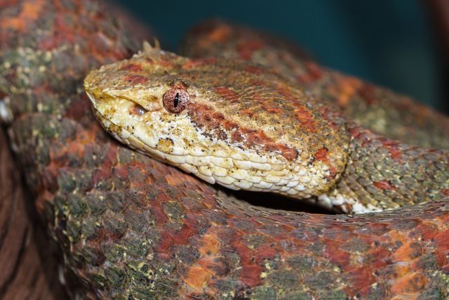 Had křovinář | foto: Petr Velenský