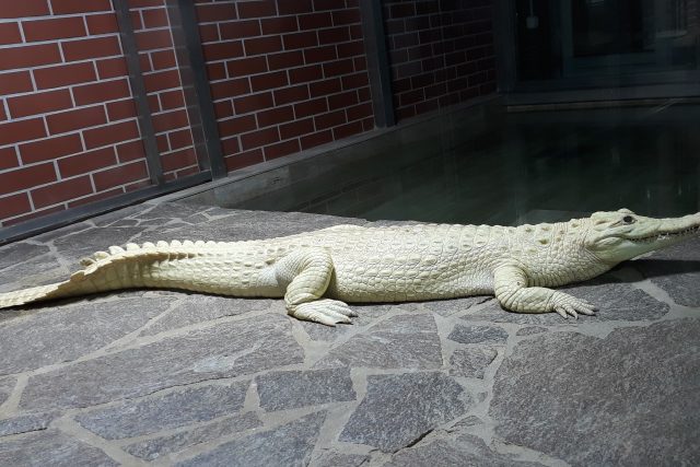 Krokodýl nilský v Krokodýlí ZOO Protivín | foto: Krokodýlí ZOO Protivín