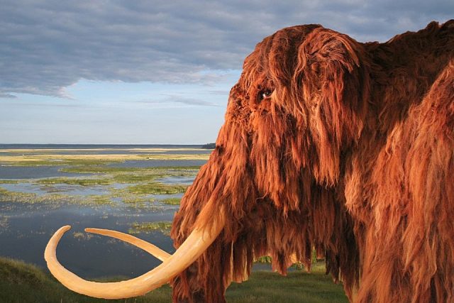 Mamut v Muzeu mamuta | foto: Irena Axmanová,  Masarykova univerzita
