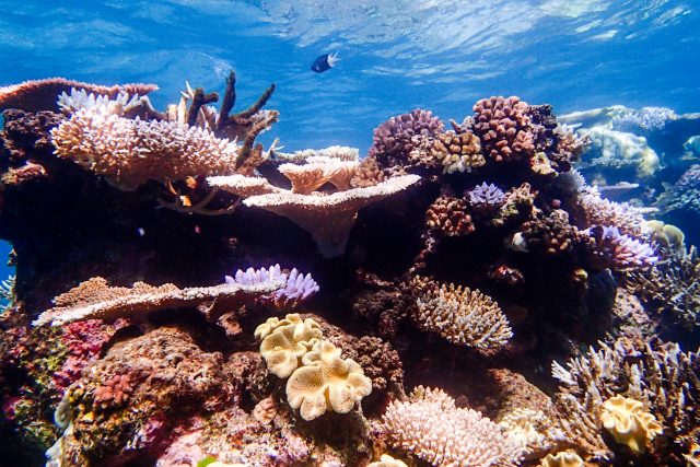 Velký bariérový útes | foto: Shutterstock