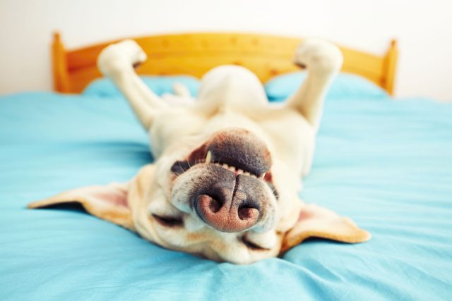 Pes,  spánek,  úsměv  (ilustrační foto) | foto: Shutterstock