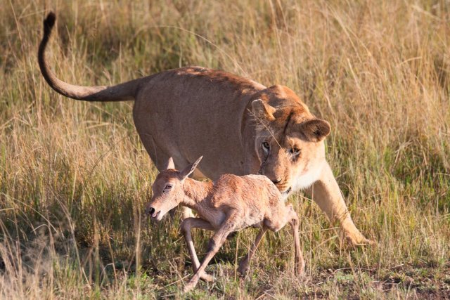 Lev a antilopa | foto: autor neznámý,  Snappa.com