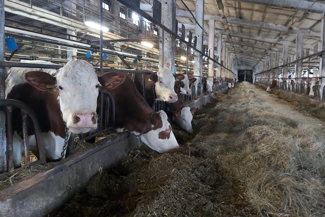 V kravíně školního statku je asi 100 kusů dobytka | foto: Jitka Englová,  Český rozhlas