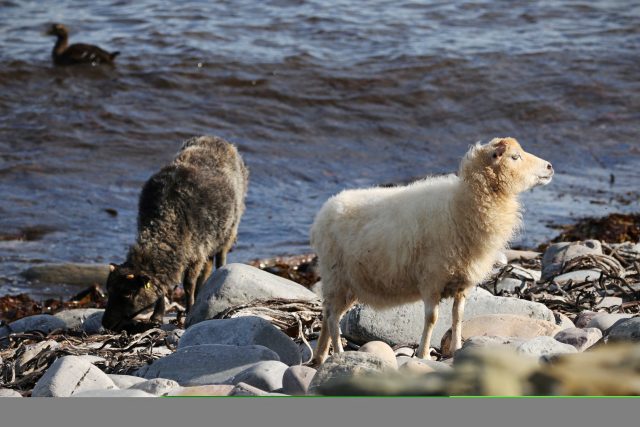 Ovce na ostrově North Ronaldsay | foto: Profimedia