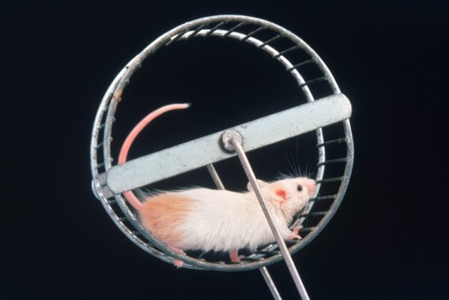 Vědci zkoumali vliv pohybu na myší mozek  (ilustrační foto) | foto: Profimedia