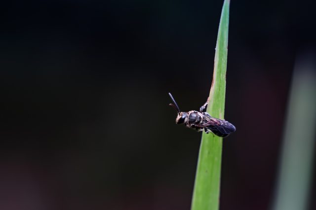 Včela Homalictus holochorus | foto: Shutterstock