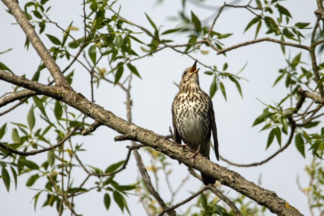 Drozd zpěvný | foto: Shutterstock