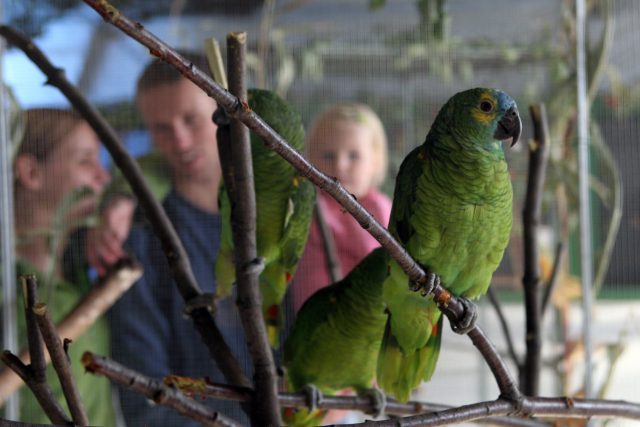 Papoušek amazoňan modročelý. Přezdívá se mu Mojžíš | foto: Petr Lemberk / MAFRA,  Fotobanka Profimedia