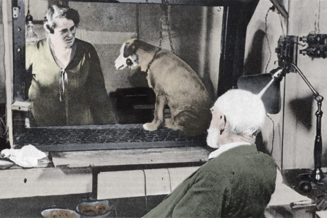 I. P. Pavlov během jednoho ze svých pokusů se psy | foto: Fotobanka Profimedia