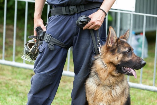 Policejní psovod s německým ovčákem | foto: Profimedia