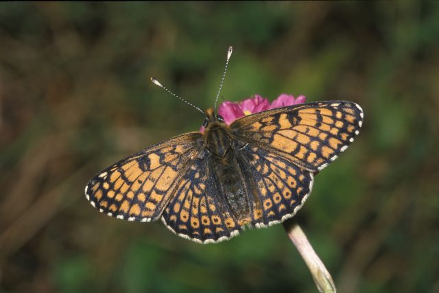 Motýlů rapidně ubývá | foto: Profimedia