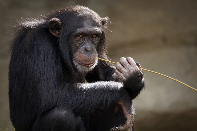 S lidmi mají šimpanzi z 99 % stejnou DNA,  jsou tak našimi nejbližšími zvířecími příbuznými | foto: Pixabay