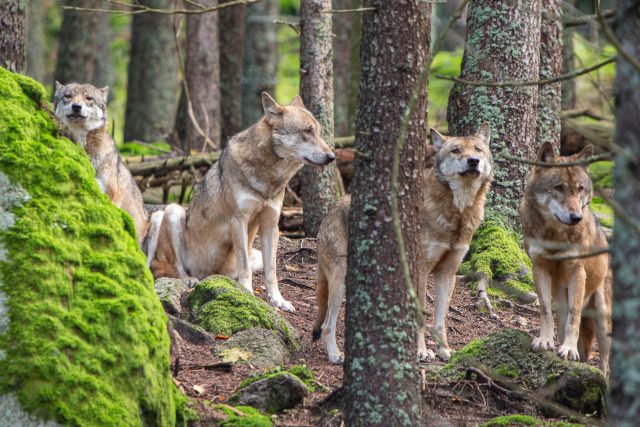 Vlk obecný | foto: Štěpán Rosenkranz,  Správa Národního parku Šumava