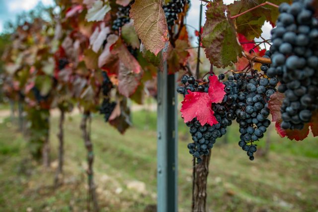 Hrozny vína ve vinohradu při západu slunce | foto: Profimedia