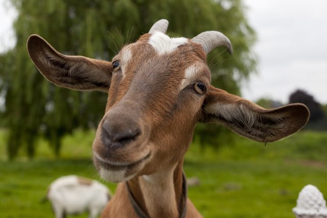 Kozy jsou chytrá a roztomilá zvířata | foto: Shutterstock