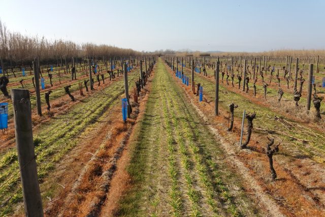 Experimentální vinice s písčitou půdou v jižní Francii | foto: Filip Rambousek,  Český rozhlas