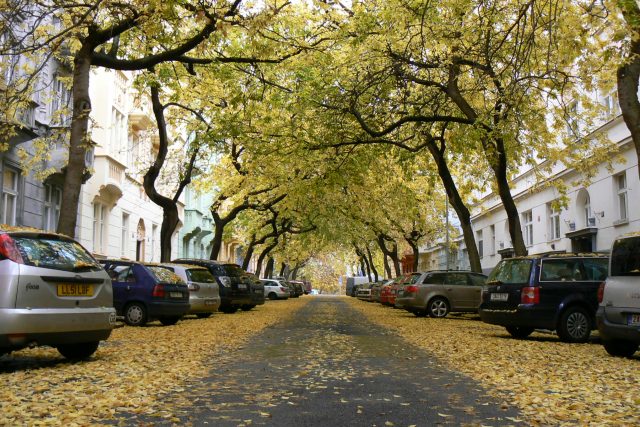 Lužická ulice na podzim | foto: Jiří Vlček