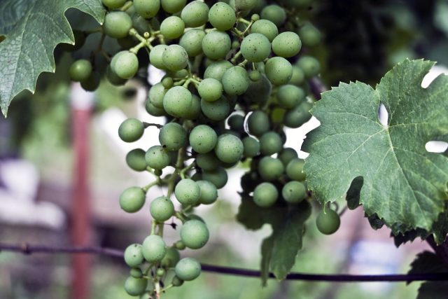 Vinohrad v Mutěnicích u Hodonína a ještě zelené víno | foto: Vít Pohanka,  Český rozhlas