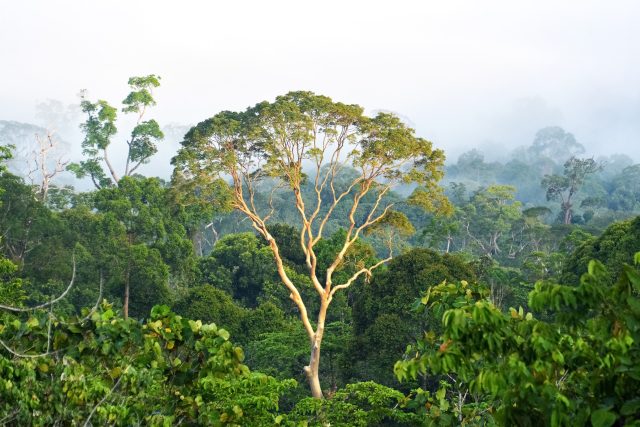 Brazílie,  Demokratická republika Kongo a Indonésie patřily v roce 2021 mezi pět zemí s největším úbytkem deštných pralesů | foto: Unsplash,  CC0 1.0