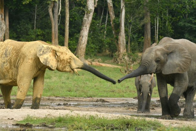 Slon savanový a pralesní ve střední Africe | foto: Arthur Sniegon