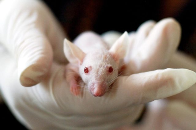 Devadesát osm procent myších genů se podobá genům člověka. I proto se myš už mnoho desítek let používá k vědeckým účelům | foto:  Pixnio,  CC0 1.0