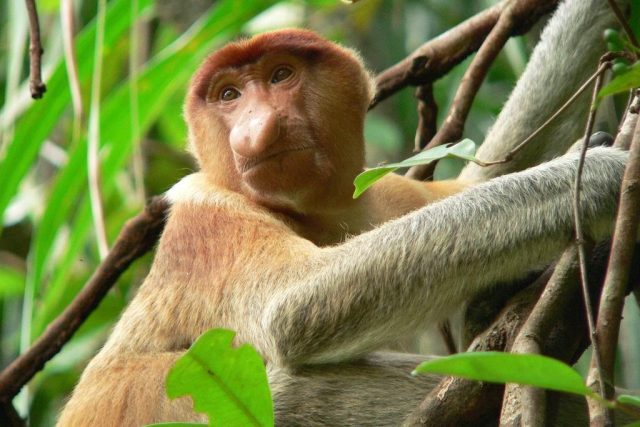 Jak rychle se učí primáti zručnosti? Na snímku kahau nosatý | foto: Karel Rouč,  CNC / Profimedia