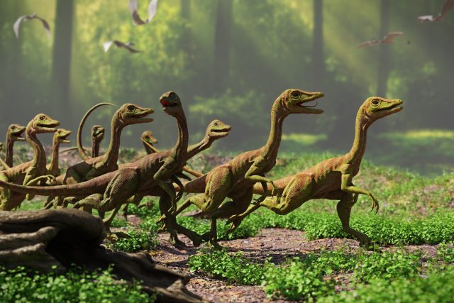 Velociraptor | foto: Shutterstock