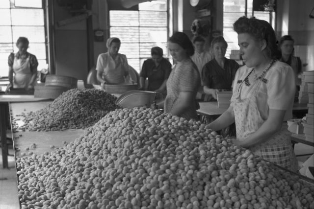 Výroba cukrovinek v čokoládovně Orion,  1945 | foto: ČTK