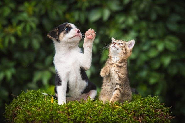 Podle veterinářů přechod na veganskou stravu není zejména u koček dobrý nápad | foto: Shutterstock