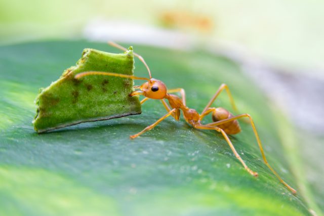 Mravenec rodu Acromyrmex | foto: Shutterstock