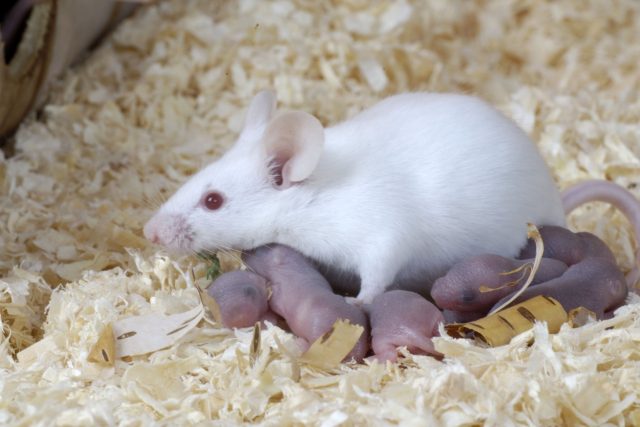 Laboratorní myš s potomky | foto: Fotobanka Profimedia