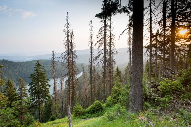 Šumava,  Černé jezero,  výhled,  les,  východ slunce,  příroda. Ilustrační foto | foto: Fotobanka Profimedia