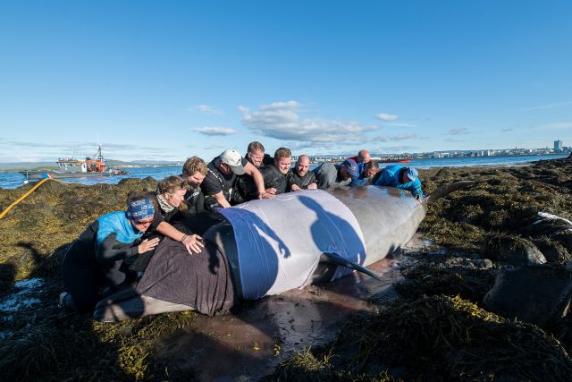 Islanďané se pokouší o záchranu velryby,  která uvízla u ostrova Engey | foto: Profimedia
