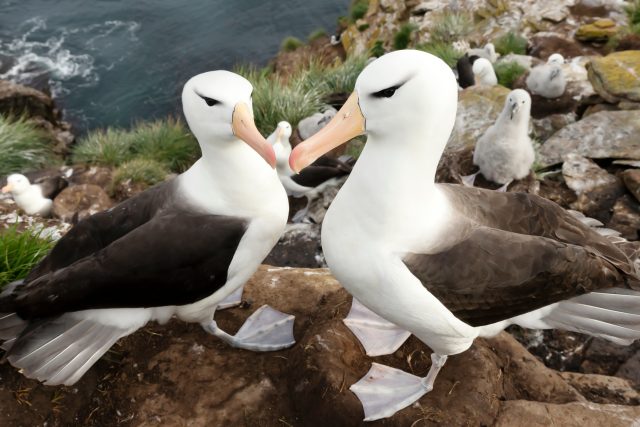 Albatros černobrvý | foto: Shutterstock