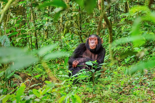 Kibale - šimpanz učenlivý v Ugandě | foto: Lucie Zemanová