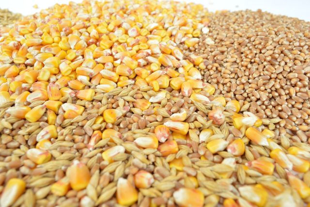 Obilí,  kukuřice | foto:  DESPIERRES,  Pixabay,  Licence Pixabay