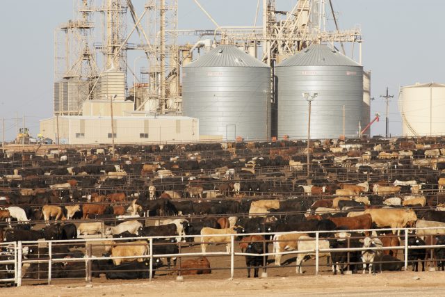 Velkochov krav  (ilustrační foto) | foto: Profimedia