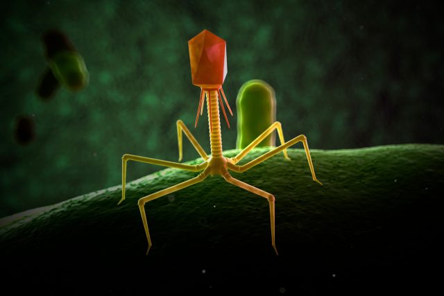 Bakteriofág | foto: Profimedia