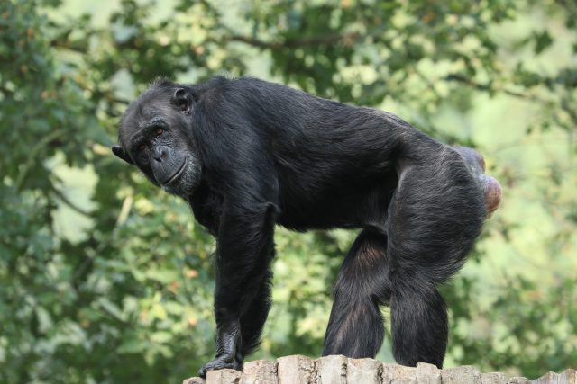Šimpanz v plzeňské zoo | foto: Kateřina Misíková,  Zoologická a botanická zahrada města Plzně