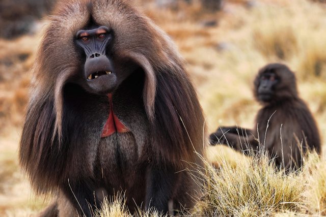 Dželada je džentlmen mezi primáty,  nežebrá,  nekrade,  neotravuje jako jiní primáti | foto: Vladislav Jiroušek
